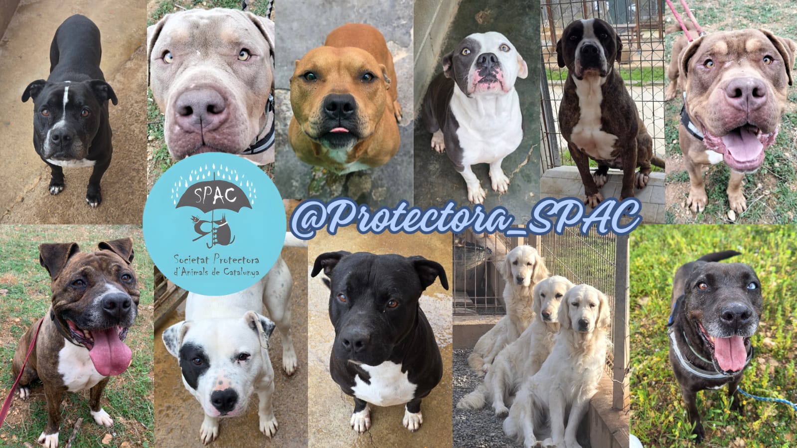 GALA DANSA BENÈFICA